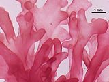 3 - Dettaglio delle porzioni apicali